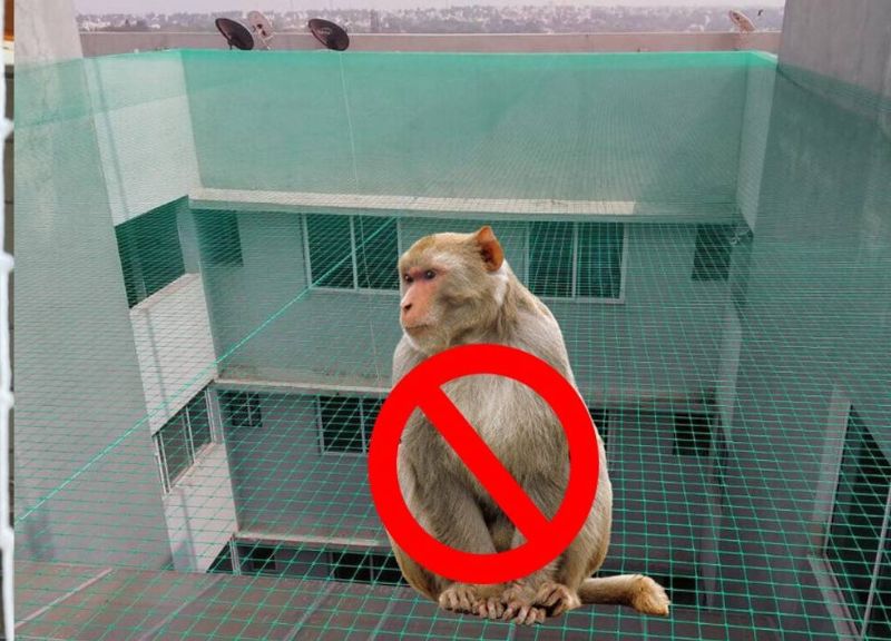 Monkey Safety Nets in Kothanur