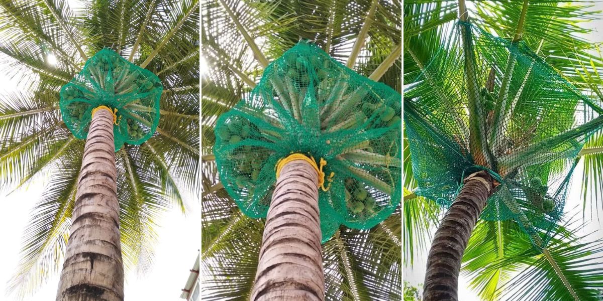 Coconut Tree Safety Nets in Kothanur